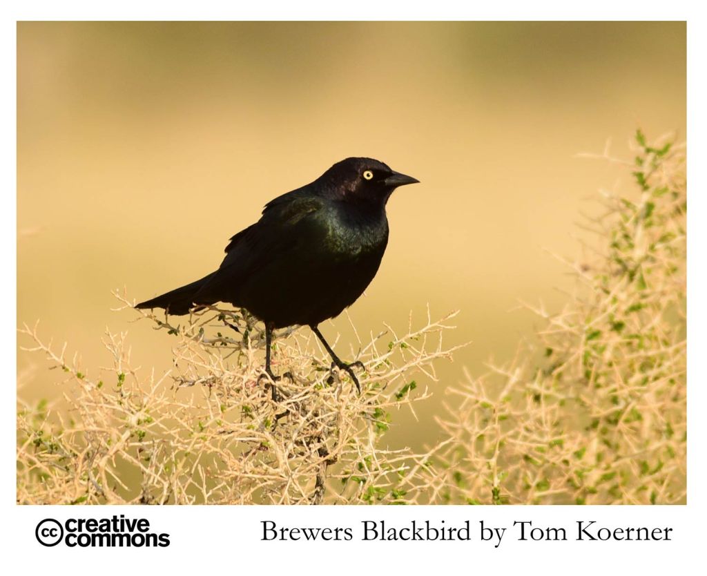 Brewers Blackbird - open source photograph by Tom Koerner