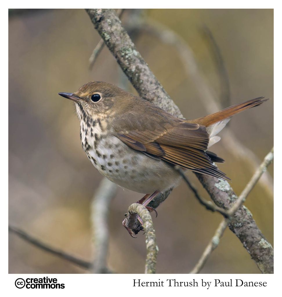 Hermit Thrush - open source photograph by Paul Danese
