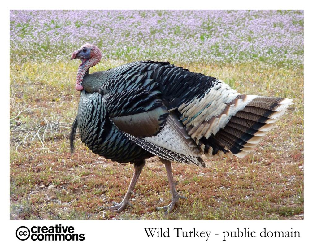 Wild Turkey - public domain imaage
